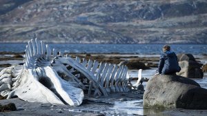 Crédito da foto: Reprodução da Internet.