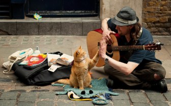 um-gato-de-rua-chamado-bob-2